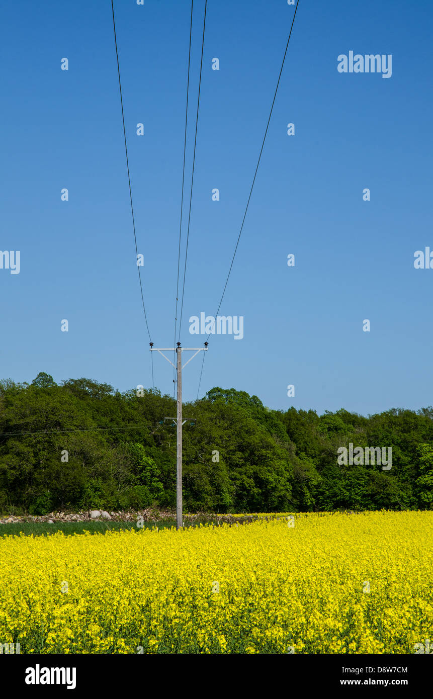 Electric lines and a pole at a blossom rape field with forest