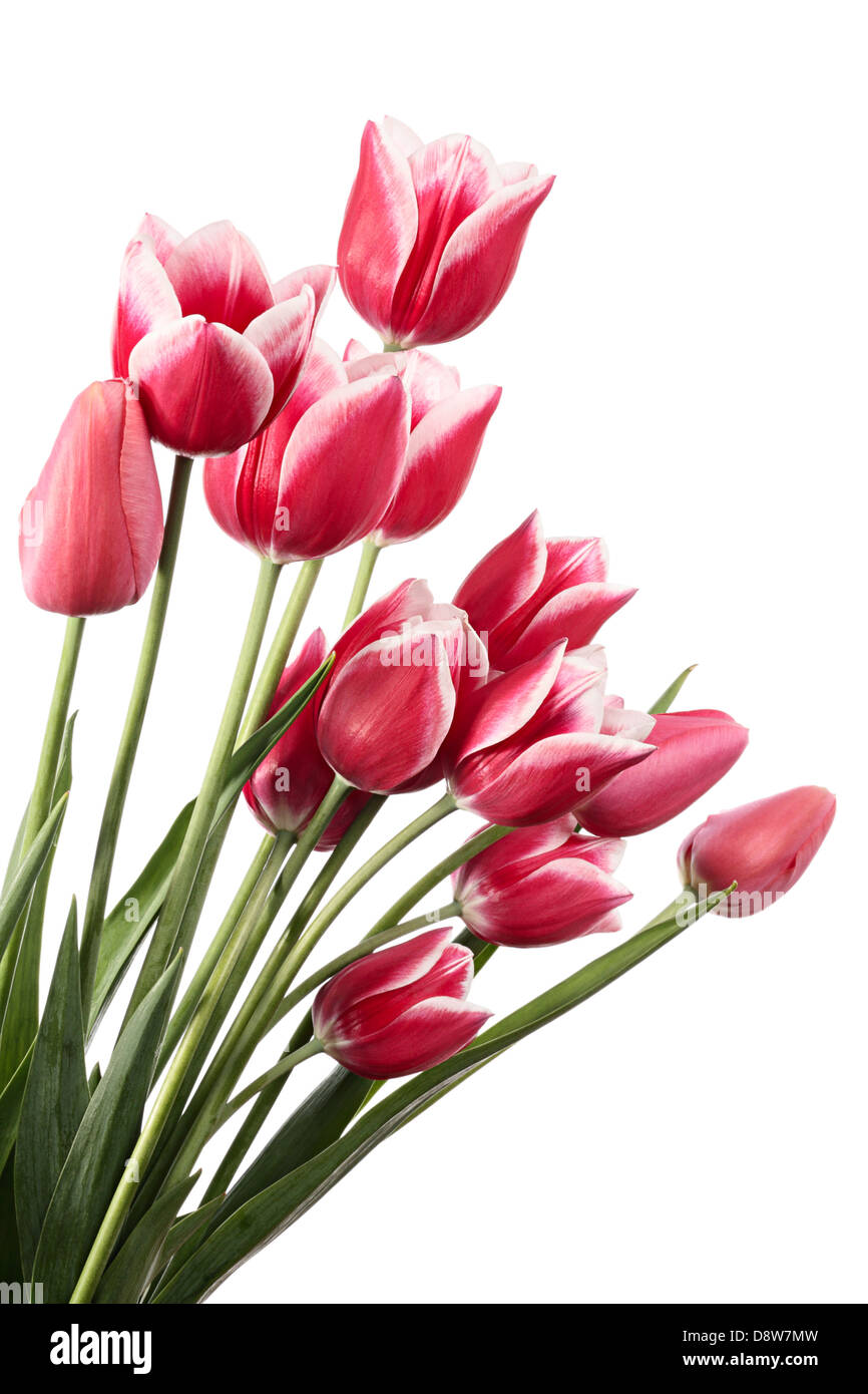 Flowers. Grand bouquet isolated on white background Stock Photo Alamy