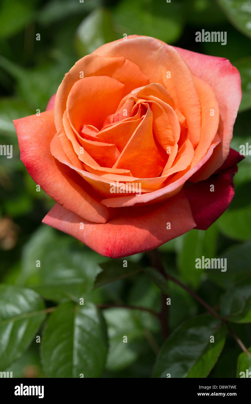 English beauty hi-res stock photography and images - Alamy