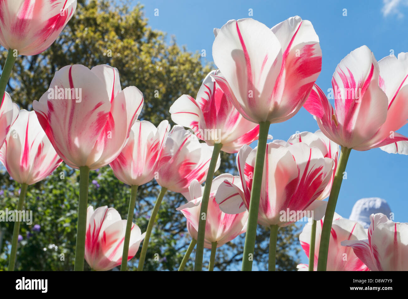 white and pink variegated tulips against the light Stock Photo
