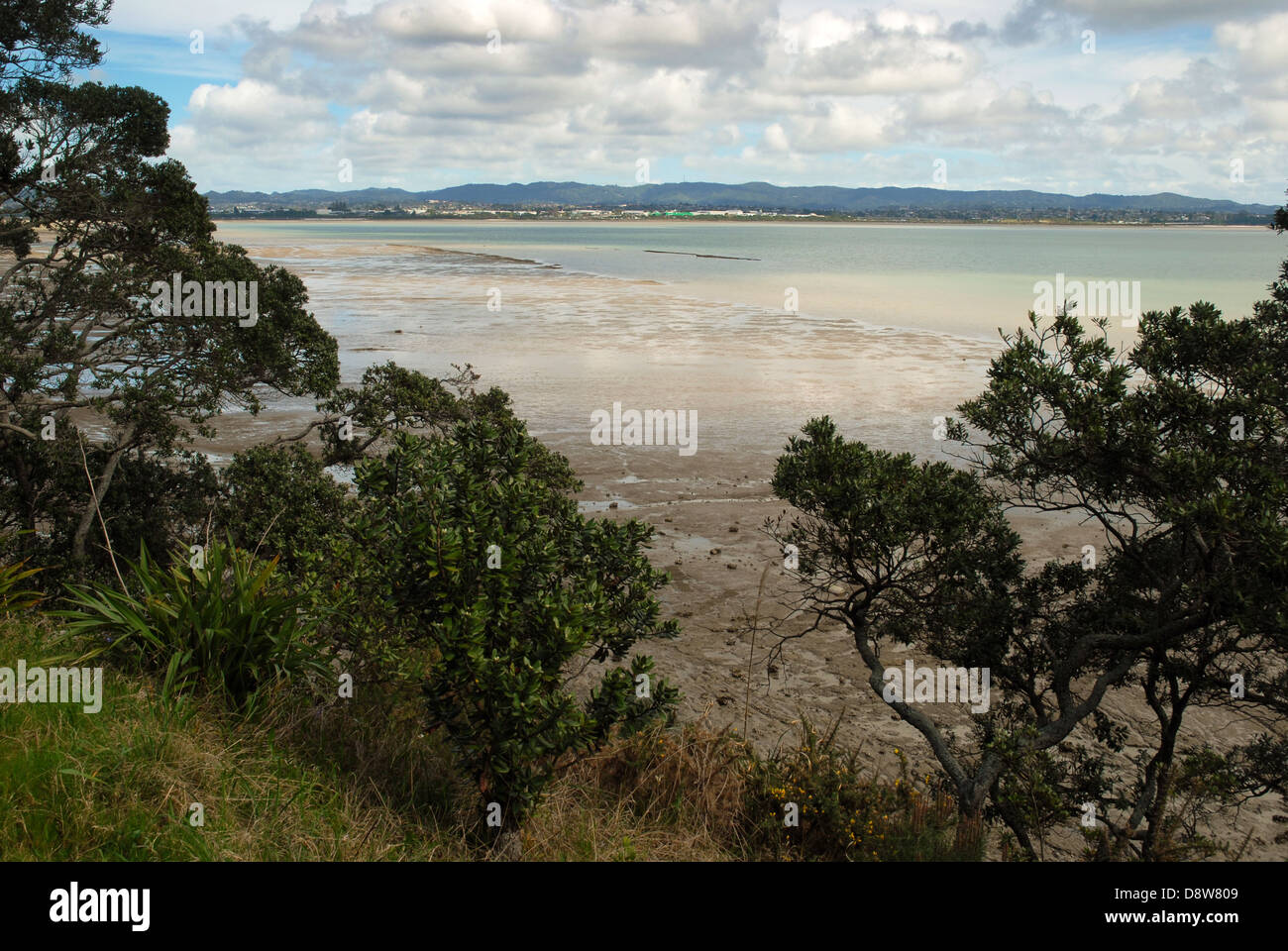 Beach at Kauri Point Centennial Park, Auckland, New Zealand Stock Photo