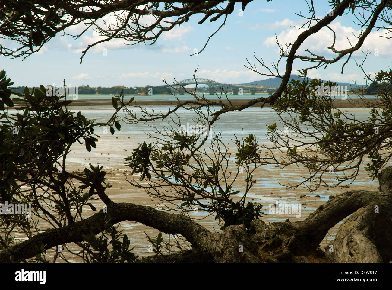 Beach at Kauri Point Centennial Park, Auckland, New Zealand Stock Photo