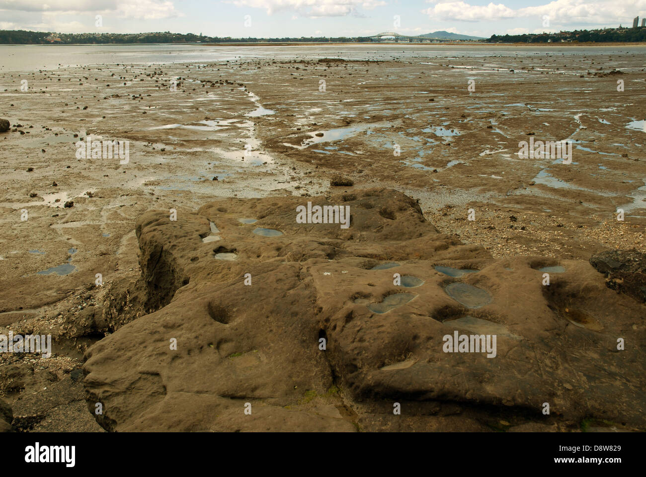 Beach at Kauri Point Centennial Park, Auckland, New Zealand Stock Photo