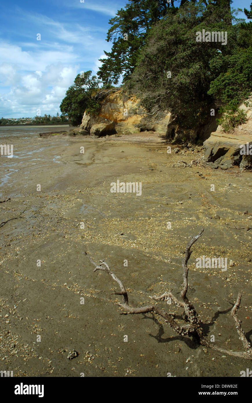 Beach at Kauri Point Centennial Park, Auckland, New Zealand Stock Photo