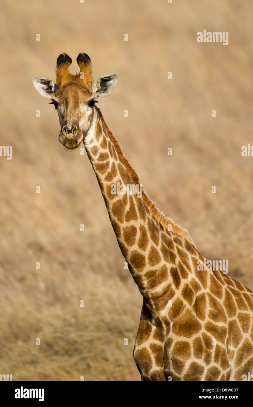 Southern giraffe (Giraffa camelopardalis giraffa), Spioenkop Game Reserve, South Africa Stock Photo