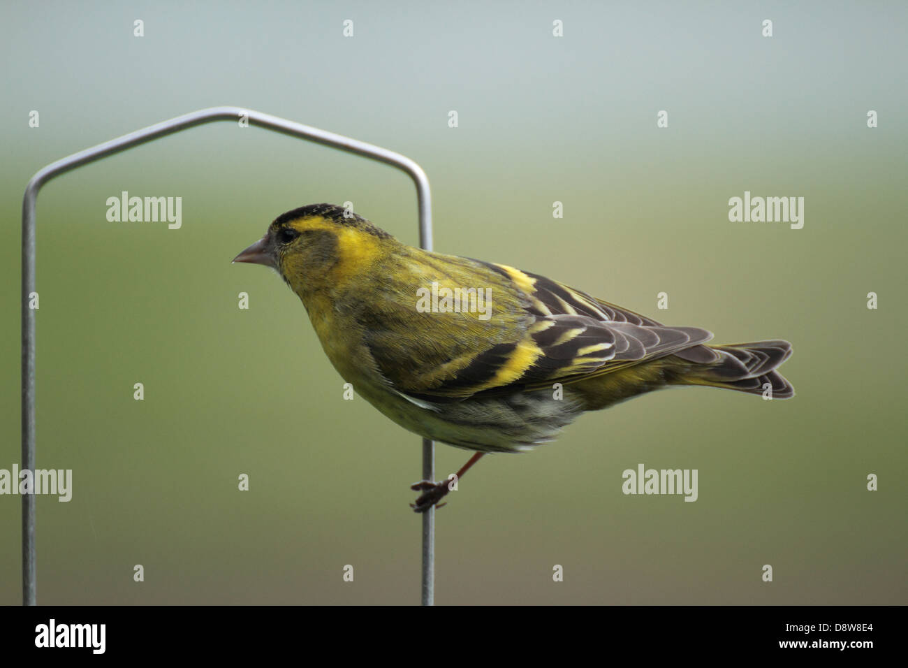 Siskin at RSPB Lochwinnoch, Scotland, UK Stock Photo