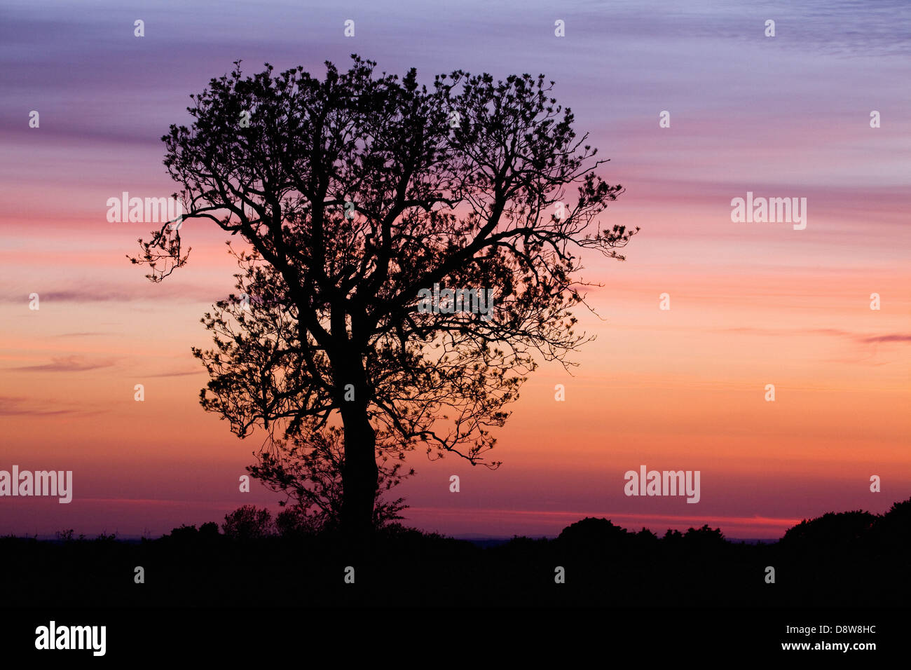 A silhouetted tree at dusk shortly after sunset in North Lincolnshire, England Stock Photo