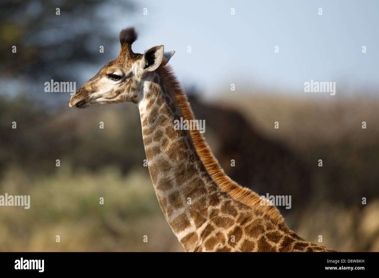 Young southern giraffe (Giraffa camelopardalis giraffa), Spioenkop Game Reserve, South Africa Stock Photo