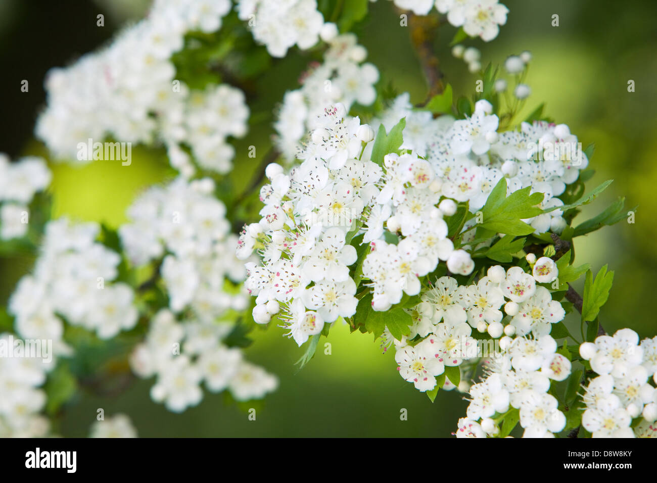 Hawthorn (Crataegus monogyna) in blossom on a sunny spring day in June in North Lincolnshire, England Stock Photo