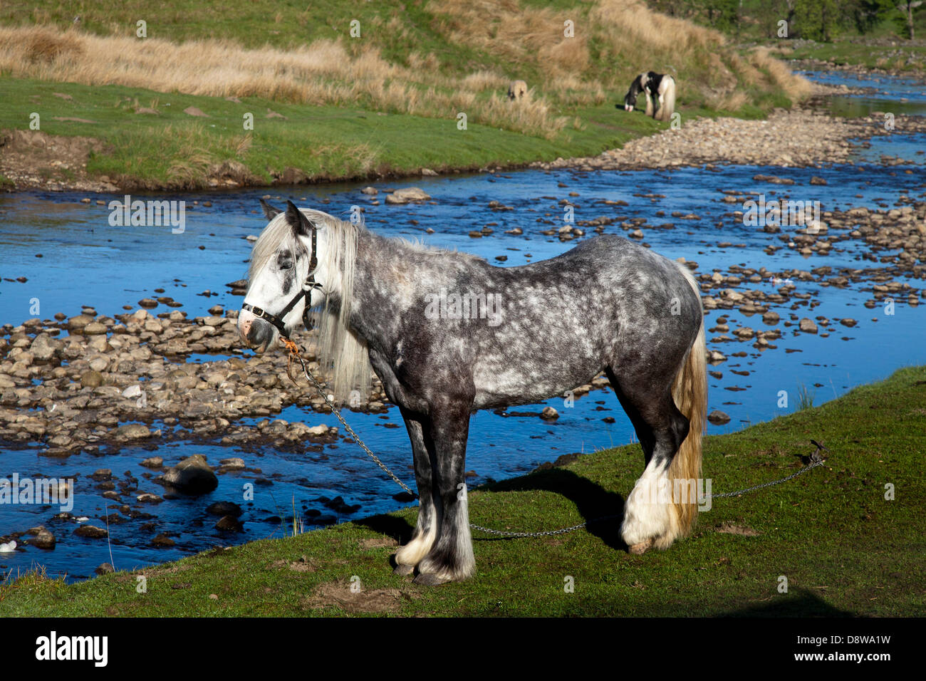 Kirkby Stephen, UK.   5th June, 2013. Tethered and chained Dapple Grey Cob at Watergate Bottom riverside where members of the travelling community camp en-route to the Appleby Horse Fair in Cumbria.  The Fair is an annual gathering of Gypsies and Travellers which takes place on the first week in June, and has taken place since the reign of James II, who granted a Royal charter in 1685 allowing a horse fair 'near to the River Eden'. Stock Photo