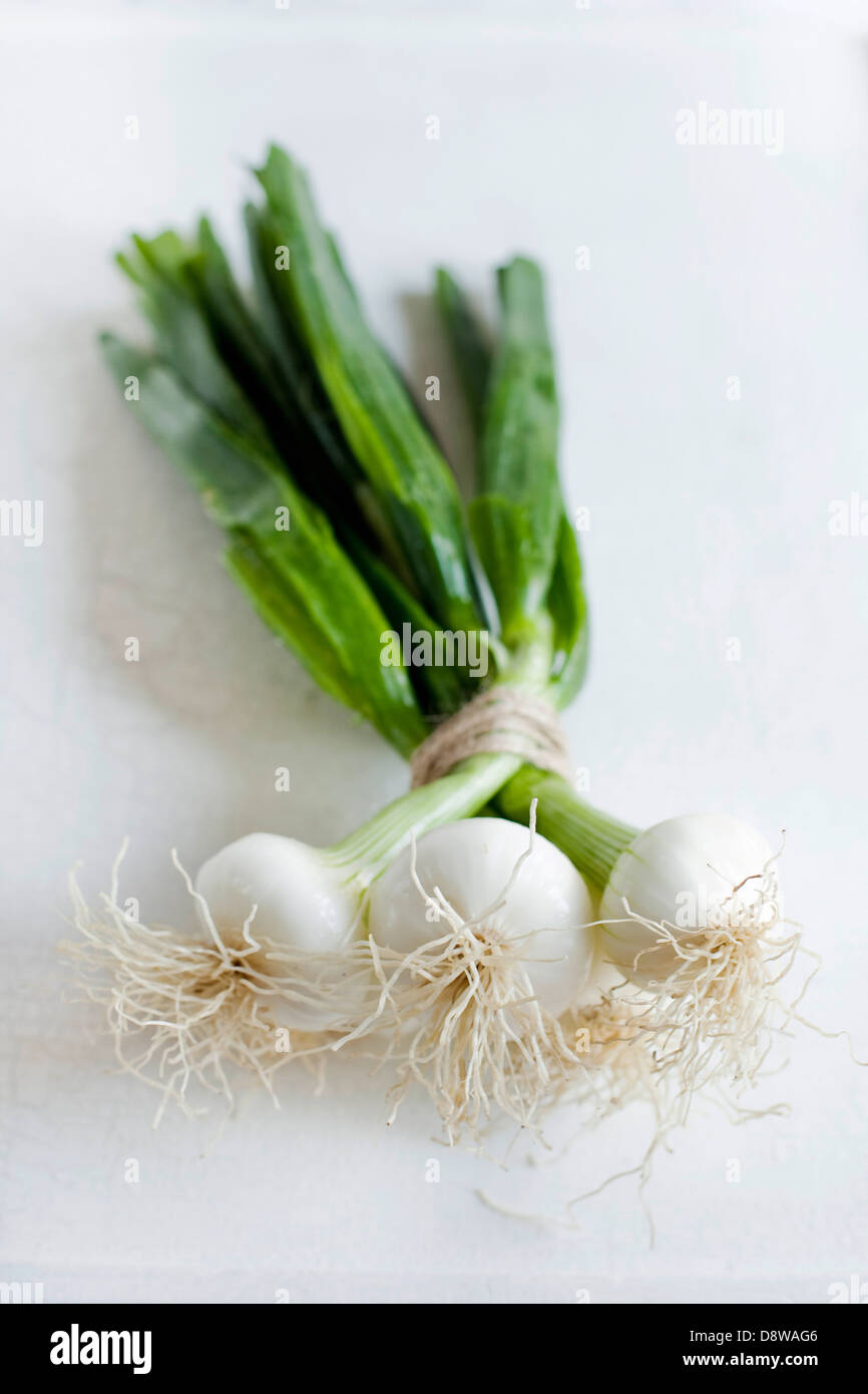 Bundle of spring onions Stock Photo