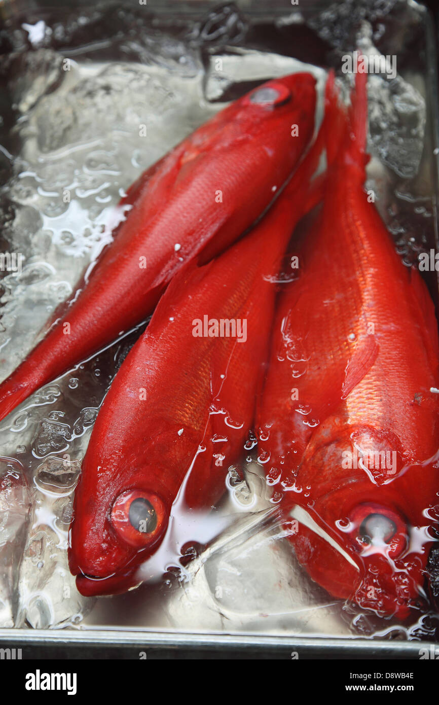 Red fish in an ice-tray Stock Photo
