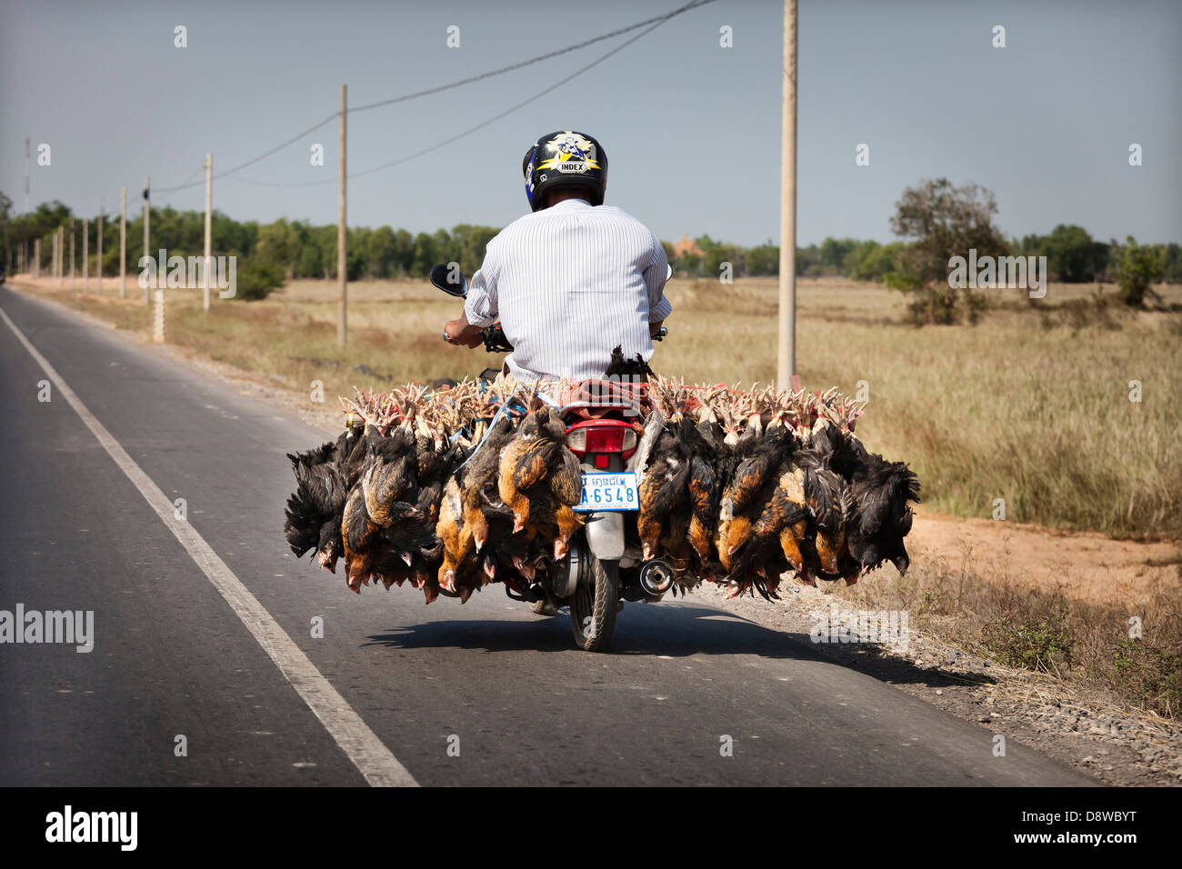 Man transporting live chickens on moped hires stock photography and