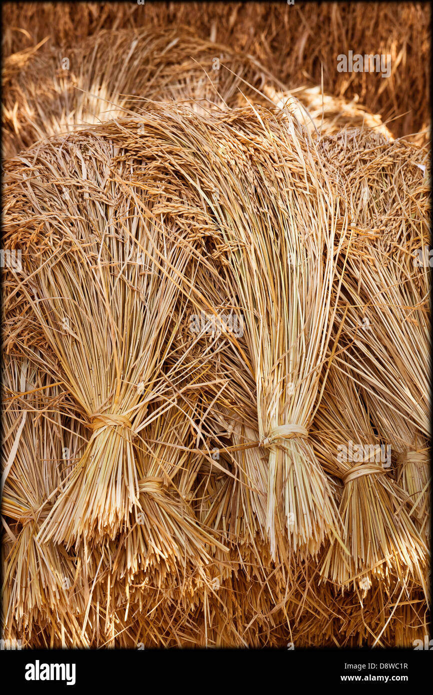 Rice Sheaves High Resolution Stock Photography and Images Alamy