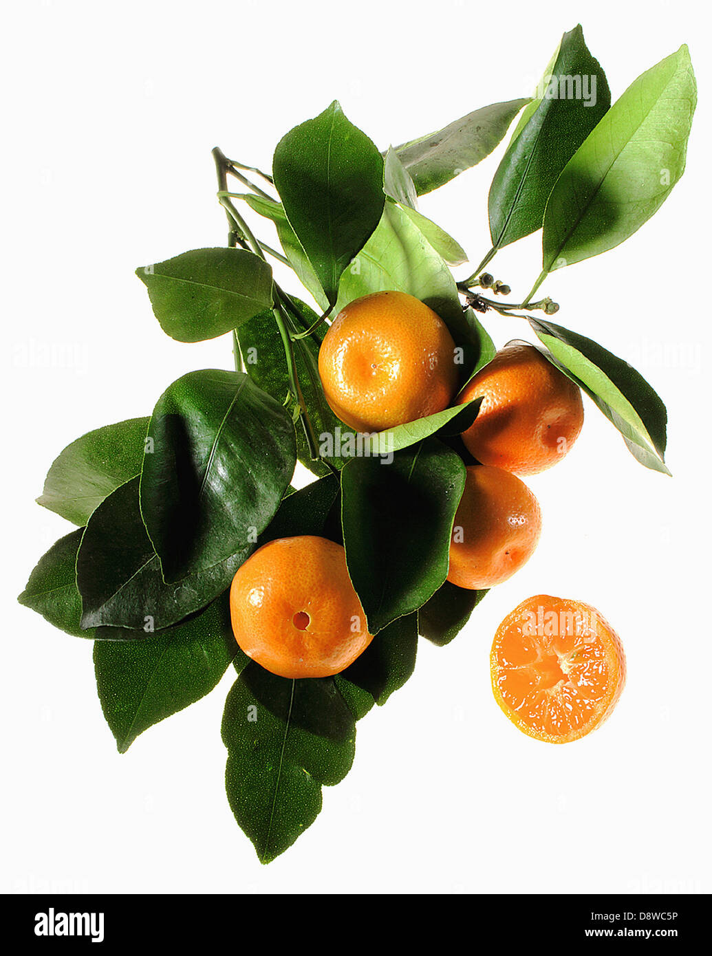 Cutout clementines and leaves Stock Photo Alamy
