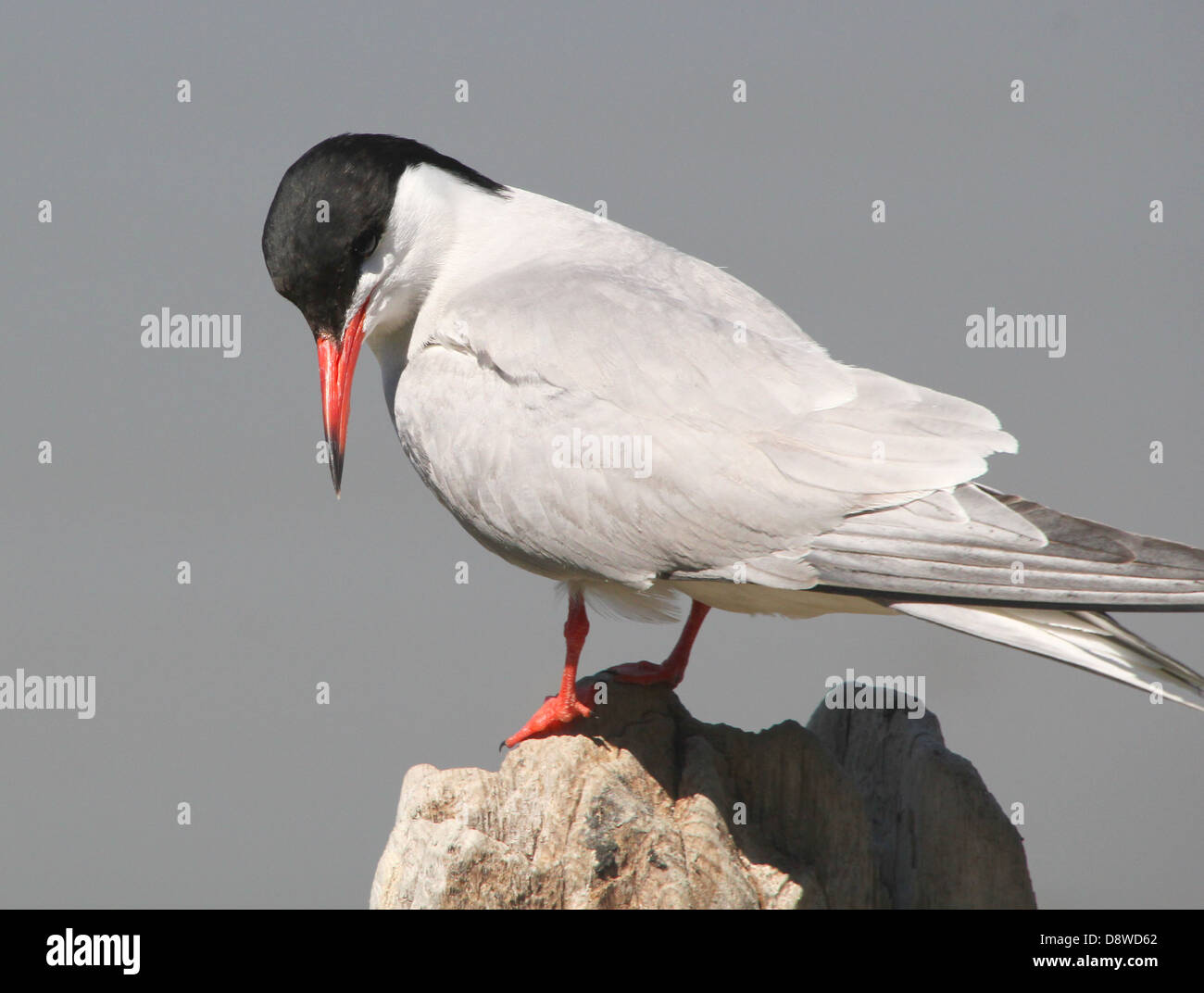 Detailed close-up of a  Common Tern (Sterna hirundo) posing on a pole Stock Photo