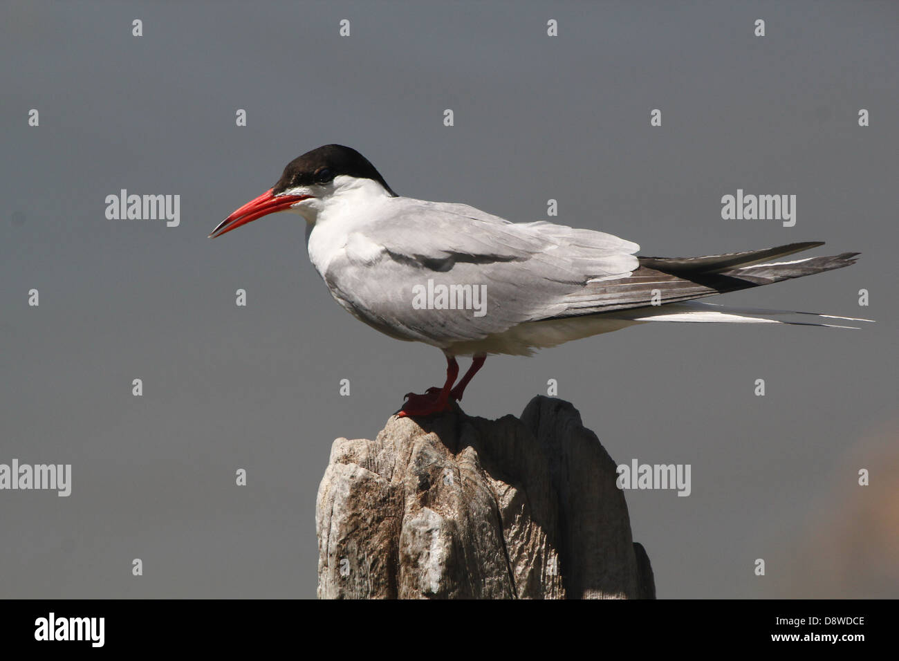 Detailed close-up of a  Common Tern (Sterna hirundo) posing on a pole Stock Photo