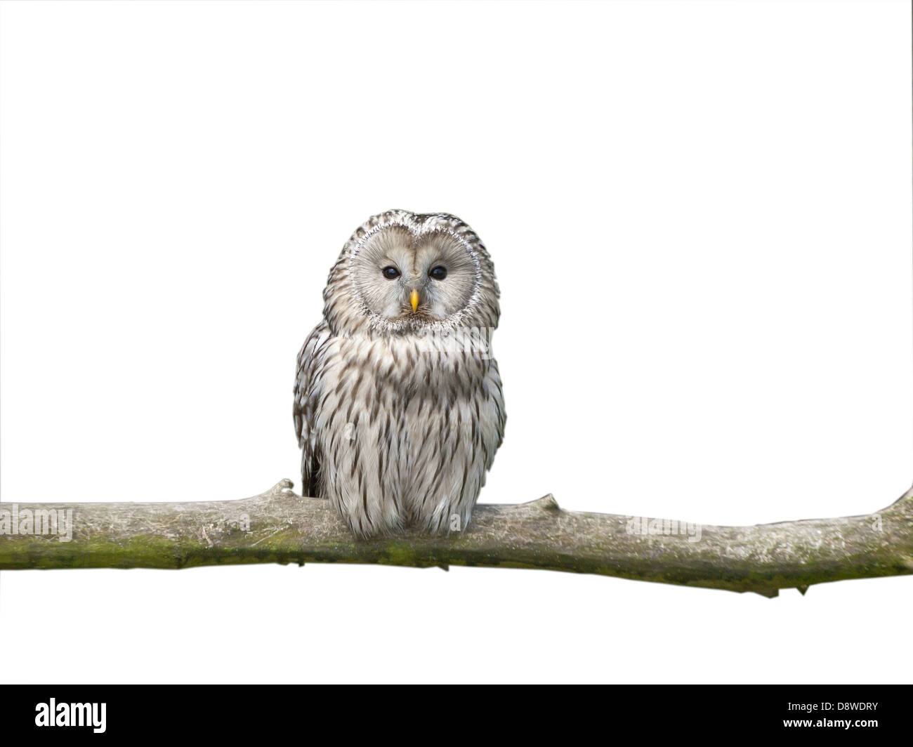 White owl on a stick Stock Photo
