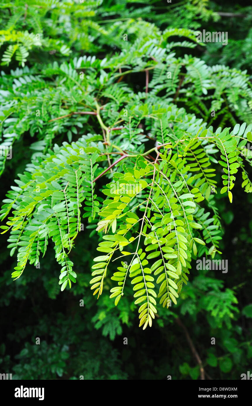 Mesquite leaves hi-res stock photography and images - Alamy