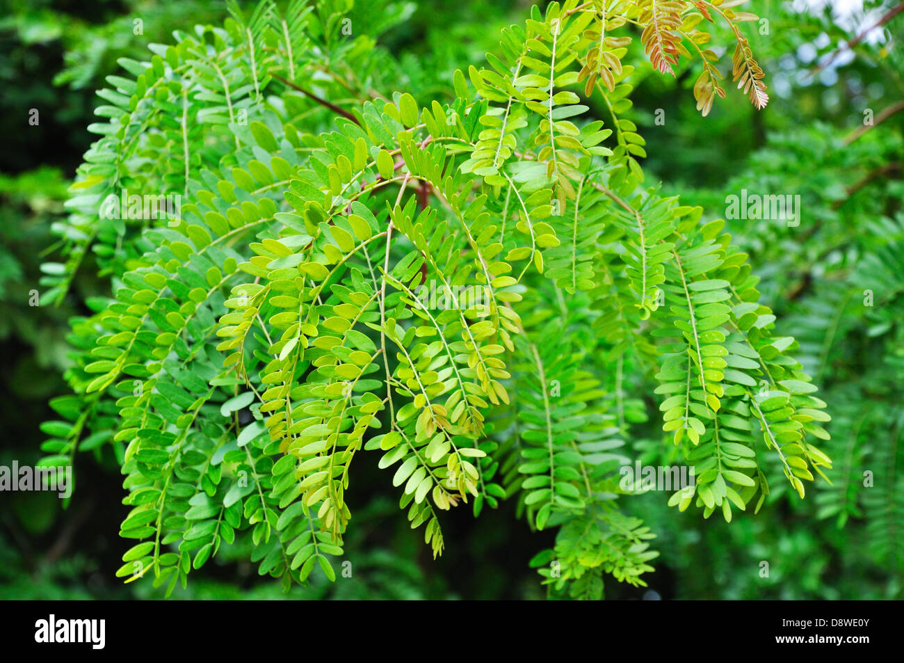 Mesquite leaf hires stock photography and images Alamy