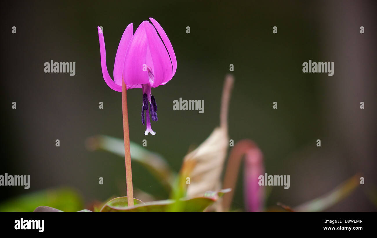 A stand alone Dogtooth Violet Spring has arrived Stock Photo Alamy