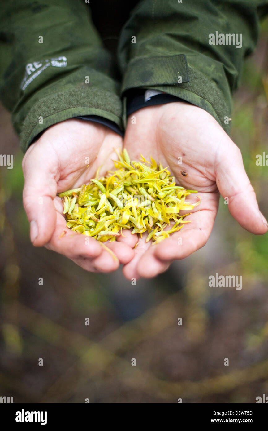 Fergus Drennan known as Fergus the Forager collects Weeping Willow