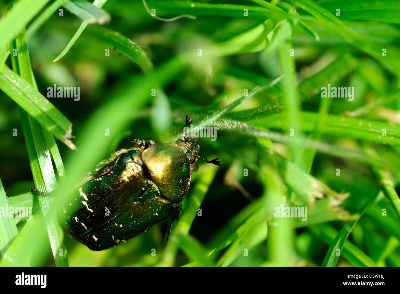 Rose chafer (Cetonia aurata) on green grass Stock Photo