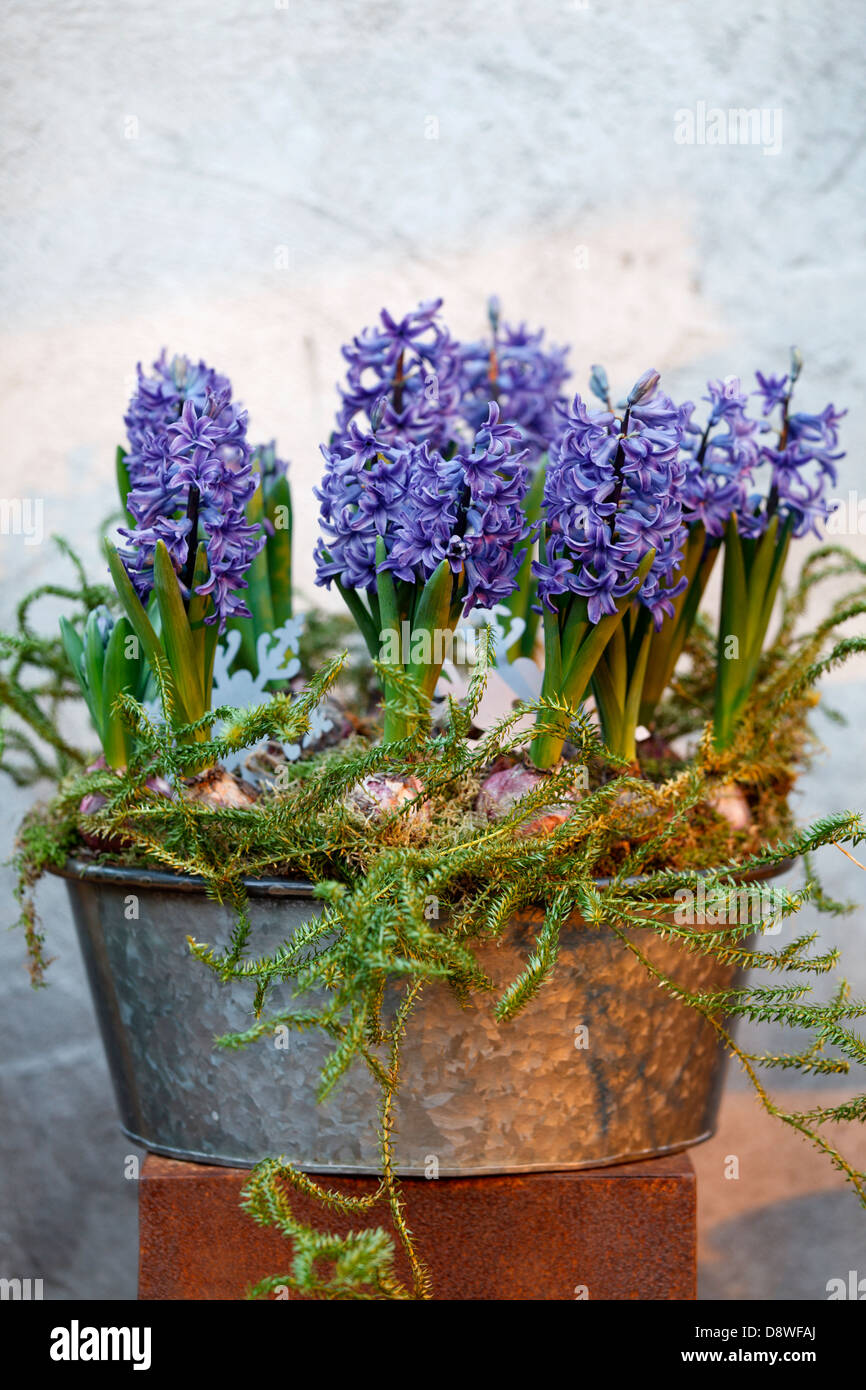 Hyacinth in bucket Stock Photo
