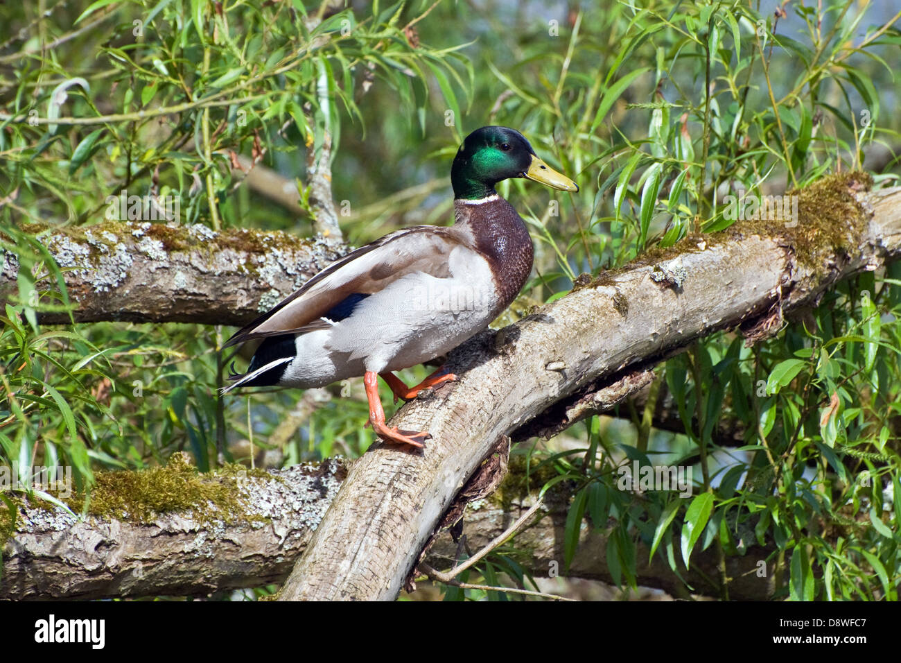 Duck in a tree hires stock photography and images Alamy