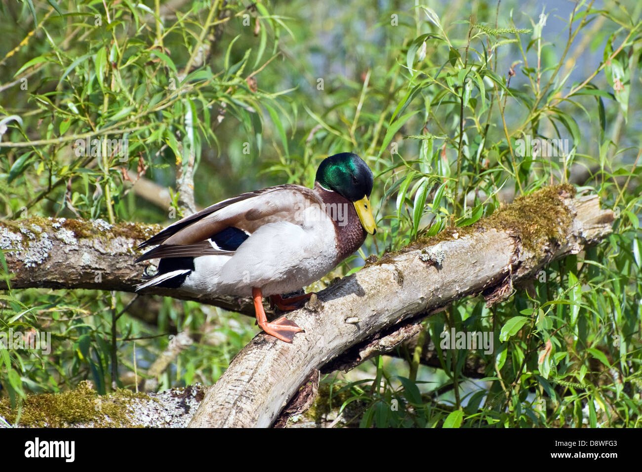 Duck in a tree hires stock photography and images Alamy
