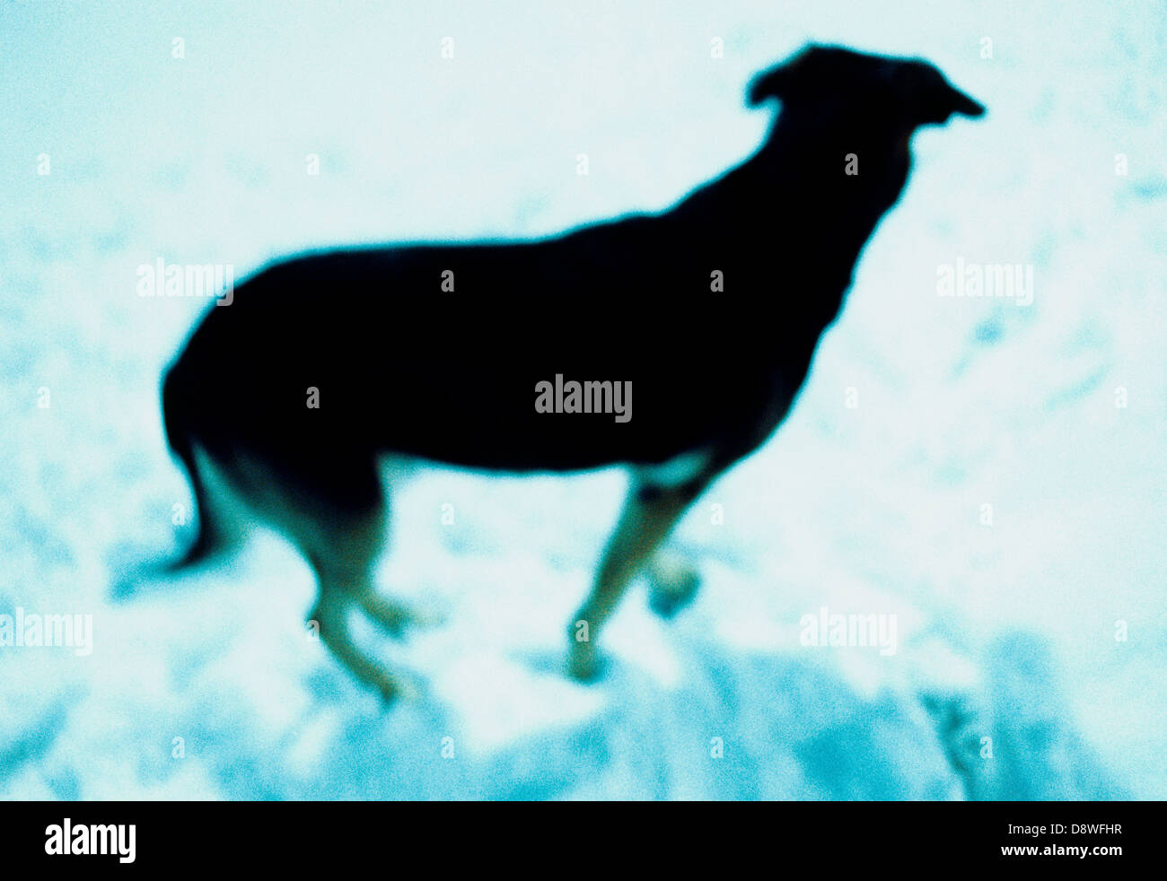 A german shephard Stock Photo Alamy