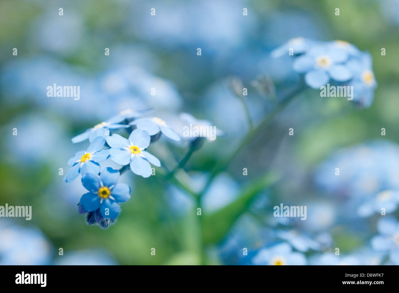 Close-up of beautiful forget me not blossoms. Shallow depth of field. Stock Photo