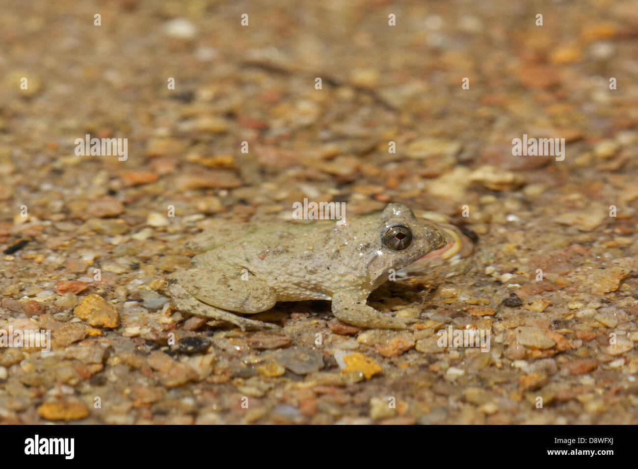 Juvenile Bufo sp. toad in Chaloem Phrakiat Thai Prachan National Park, Thailand. Stock Photo