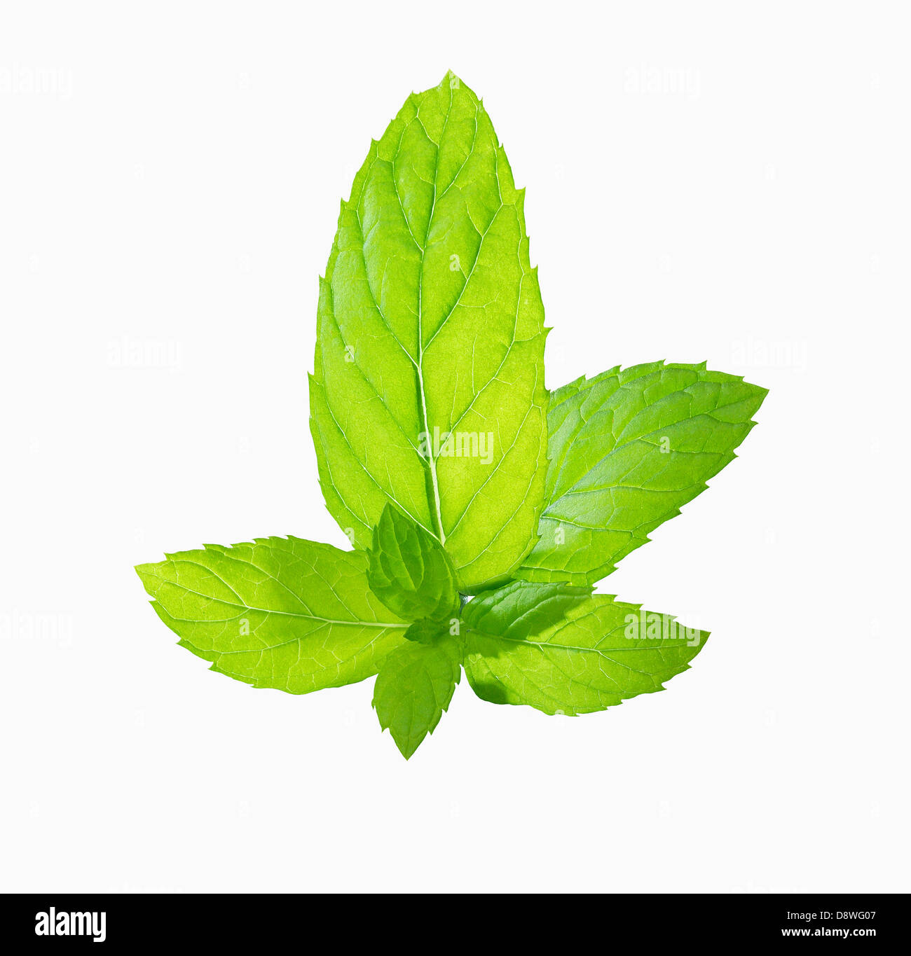 Fresh mint leaves Stock Photo Alamy