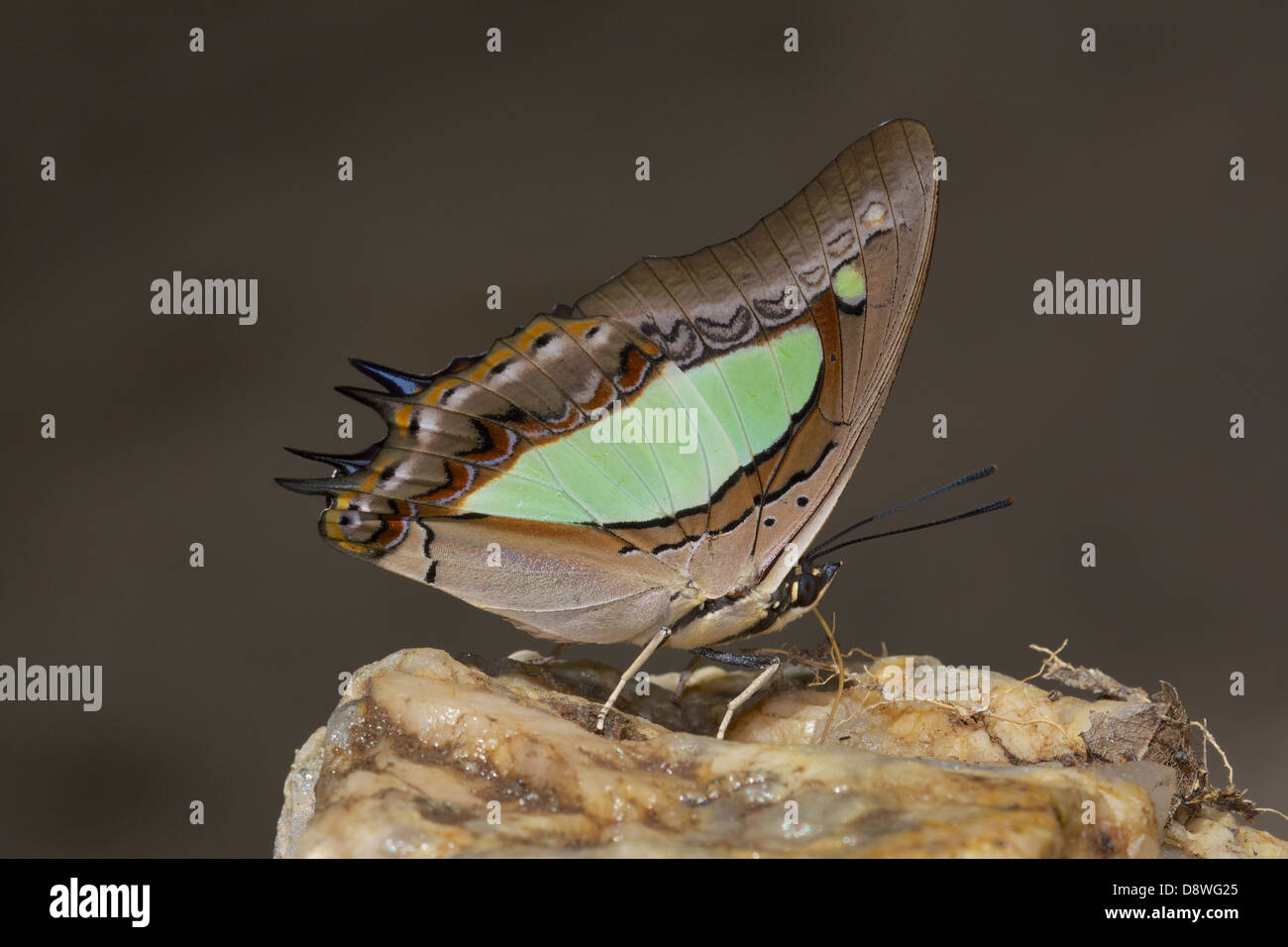 Charaxes hires stock photography and images Alamy