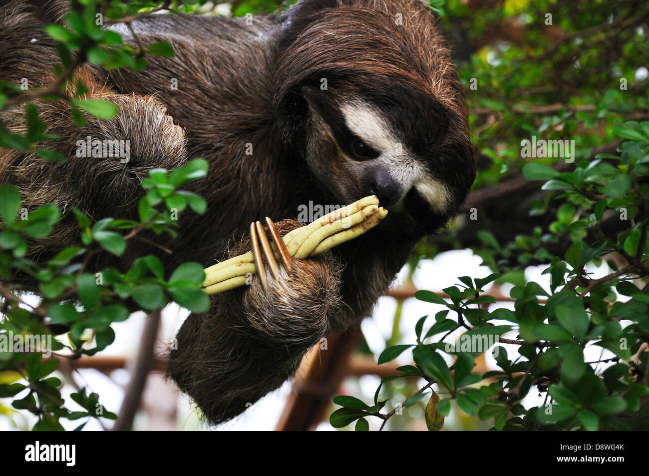 Threetoed Sloth on tree eating in Dallas Aquarium, Texas, USA Stock