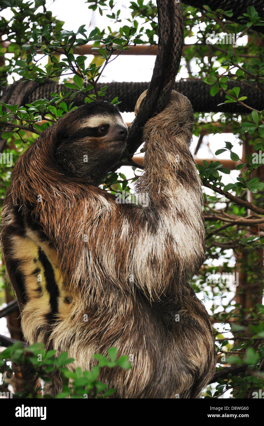 Threetoed Sloth on tree in Dallas Aquarium, Texas, USA Stock Photo Alamy