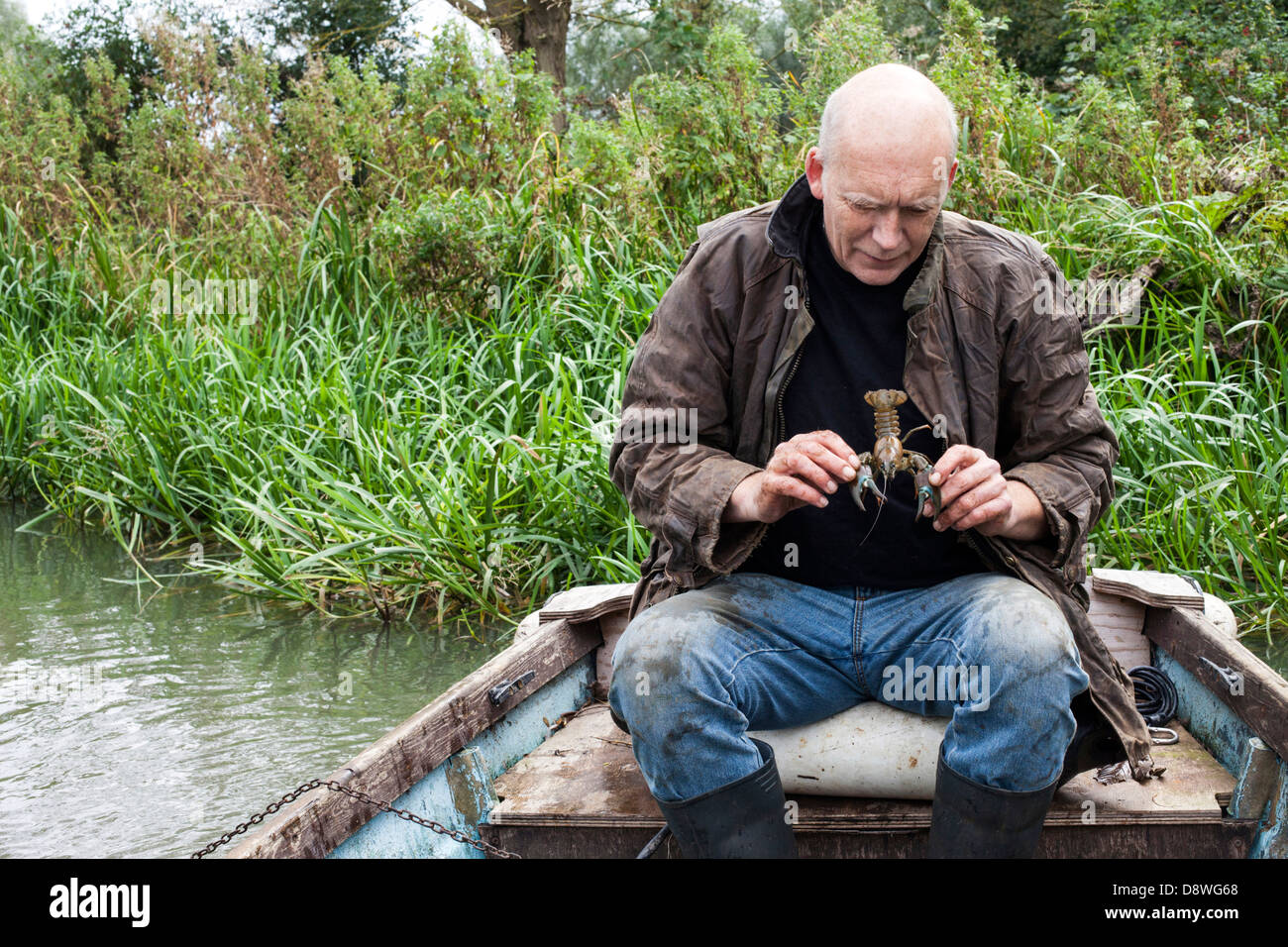 Bob Ring, 57, known as Crayfish Bob trapping American crayfish in the River Thames at Abingdon Lock, Oxfordshire. Stock Photo