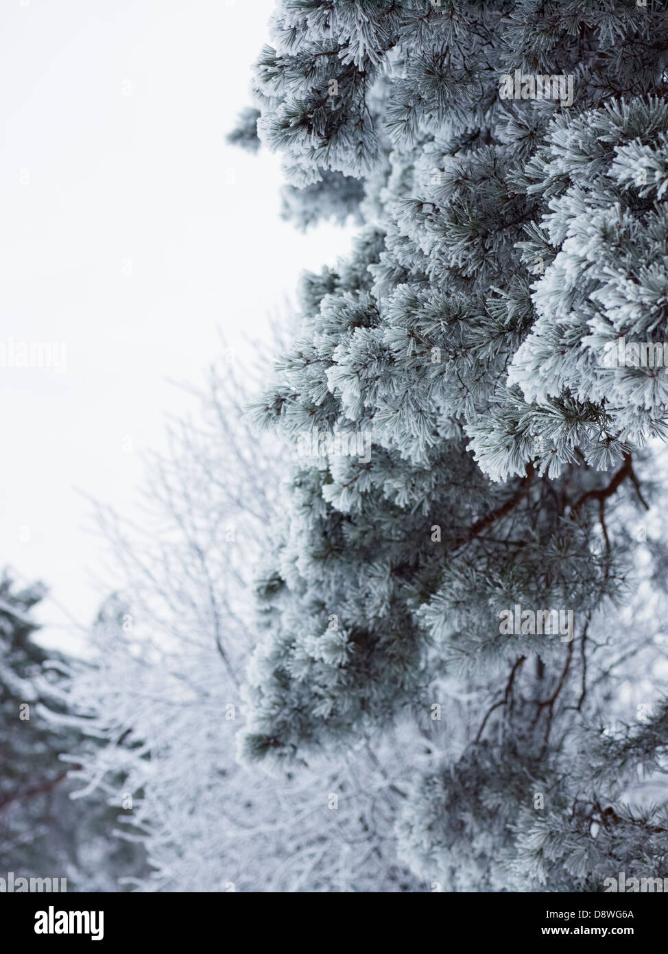 Low angle view winter pine hi-res stock photography and images - Alamy