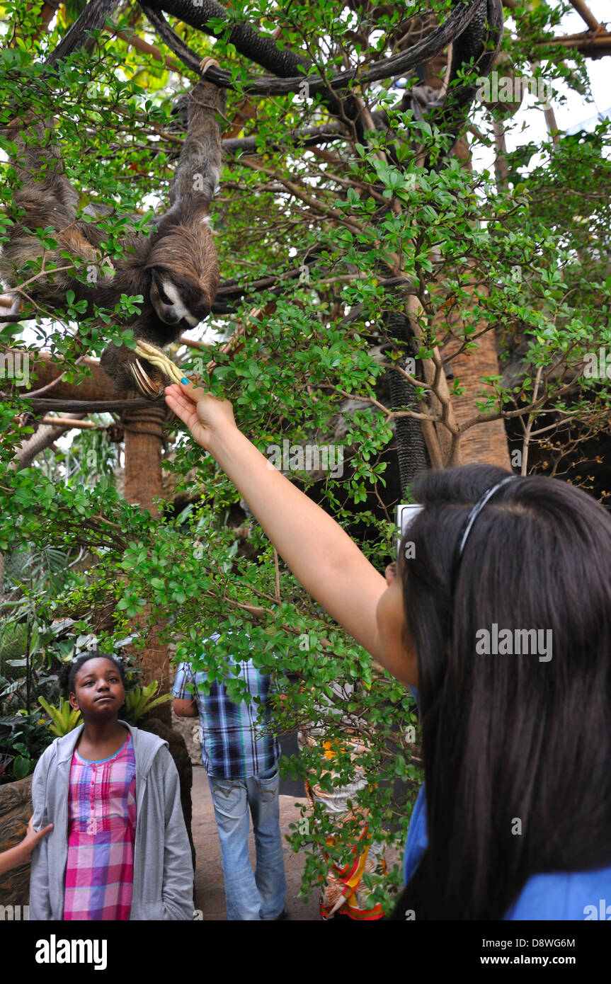Threetoed Sloth on tree eating in Dallas Aquarium, Texas, USA Stock