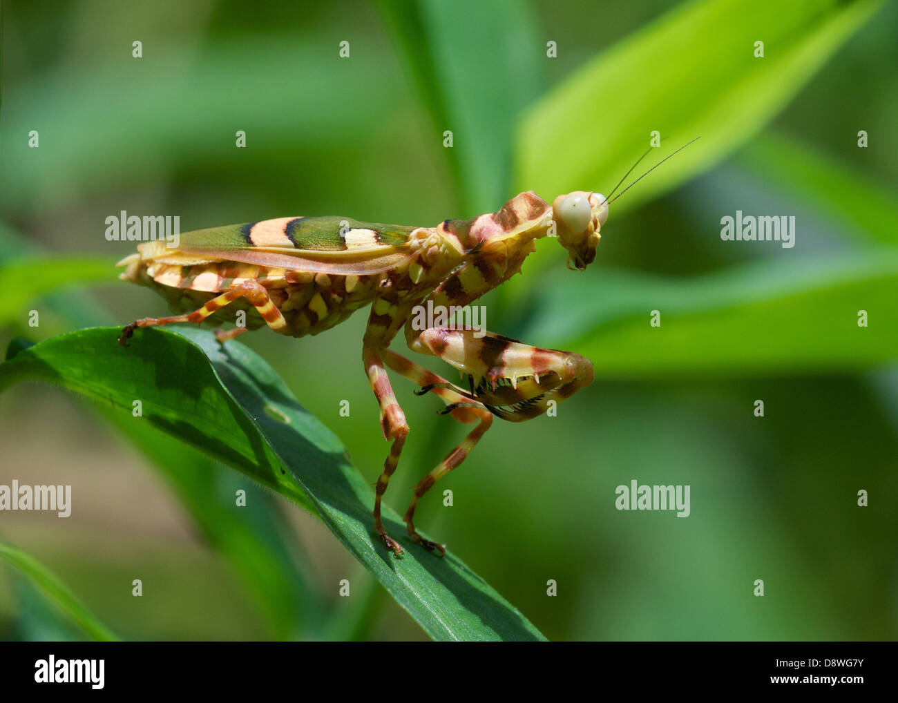 Creobroter elongata, flower mantis. Kaeng Krachan National Park, Thailand. Stock Photo