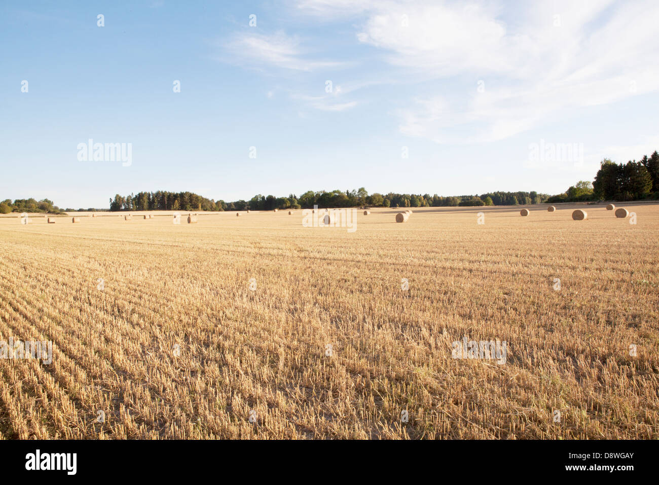 Hay bales in field Stock Photo - Alamy