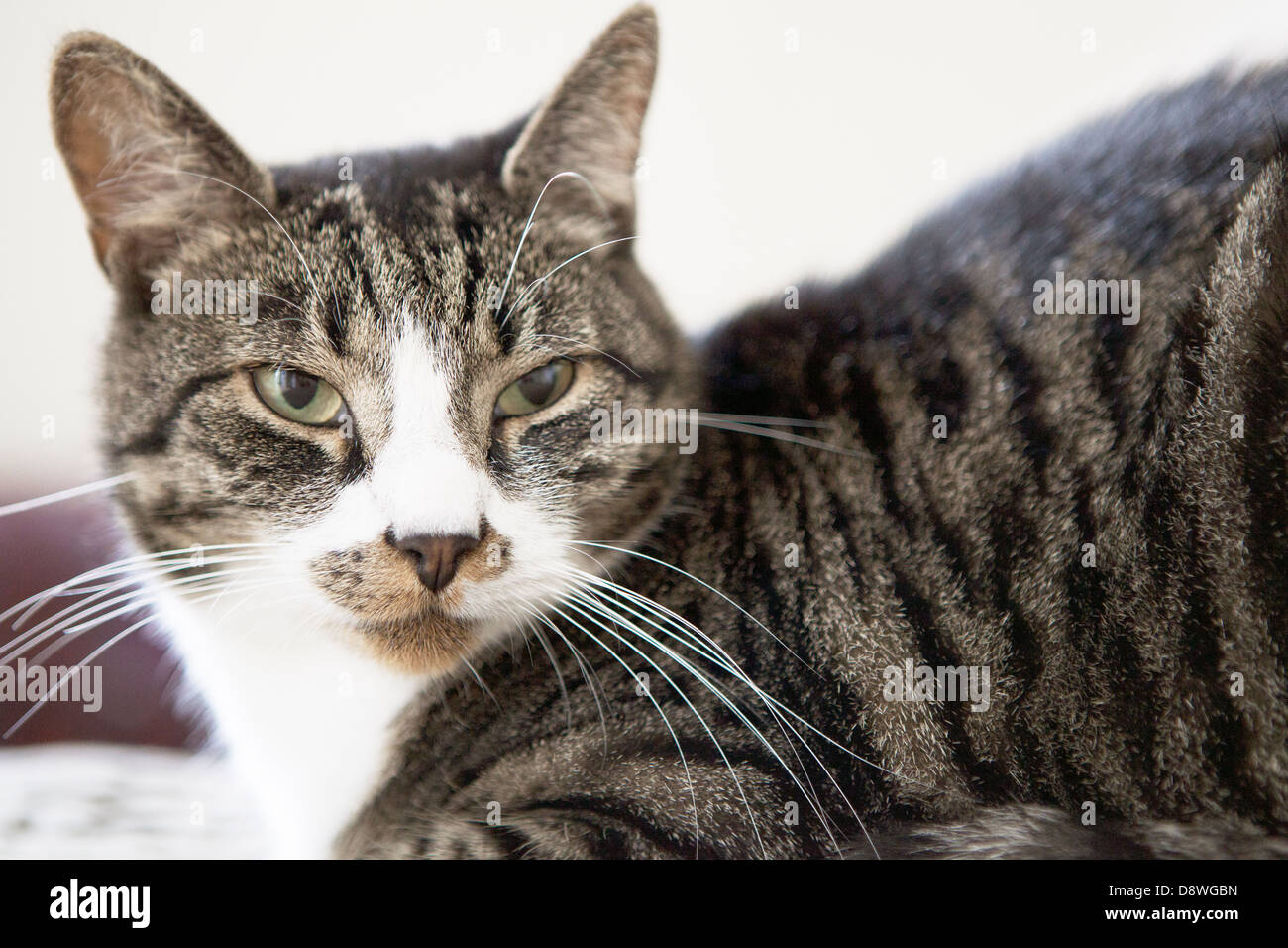 Portrait of tabby cat Stock Photo - Alamy