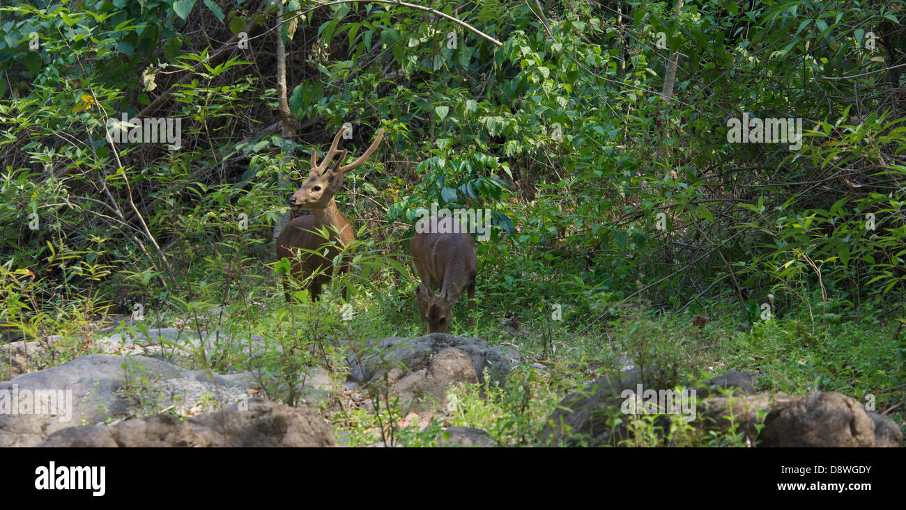 Hog Deer (Hyelaphus porcinus AKA Axis porcinus) Stock Photo