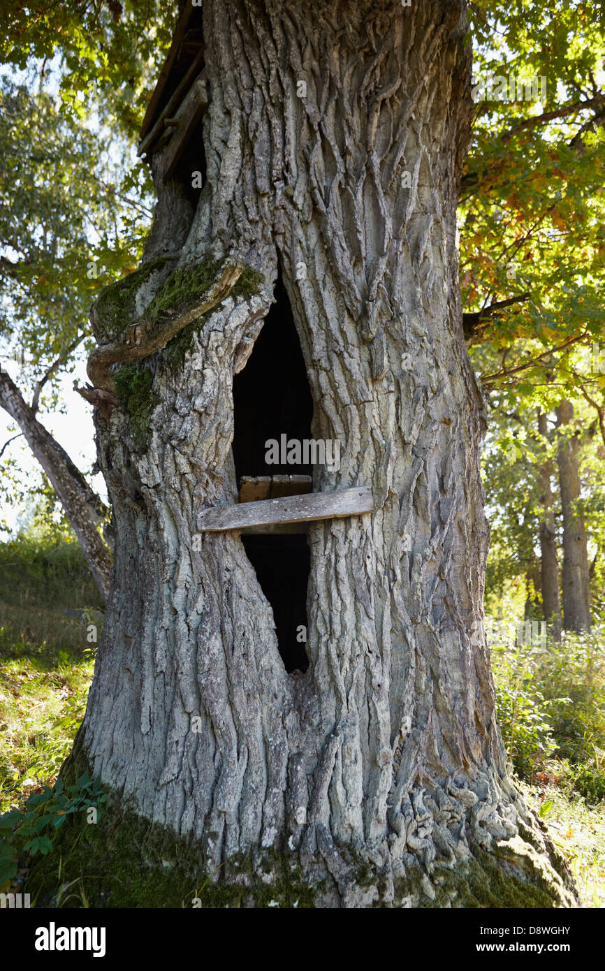 Oak Tree Trunk Hole High Resolution Stock Photography and Images Alamy
