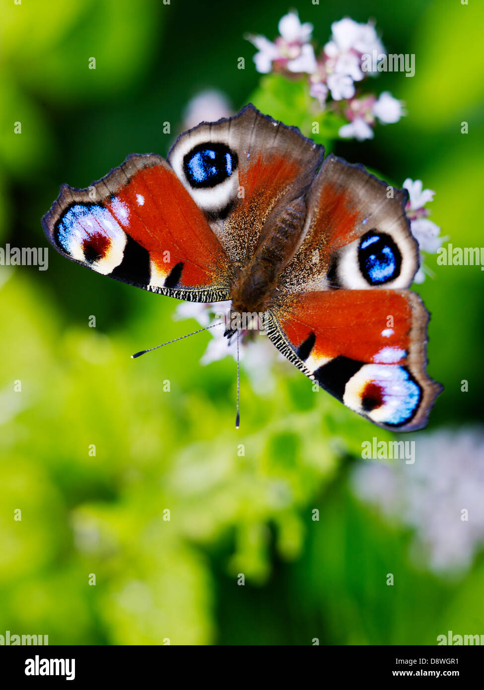 Close-up of peacock butterfly on flowers Stock Photo - Alamy