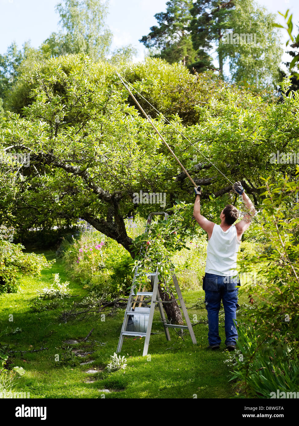 Pruning apple tree hires stock photography and images Alamy