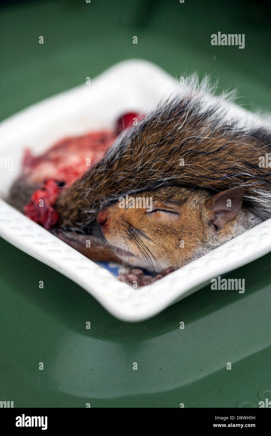 A road-killed squirrel prepared to eat by Fergus Drennan, known as 'Fergus the Forager' at his home in Chartham, Kent, UK Stock Photo