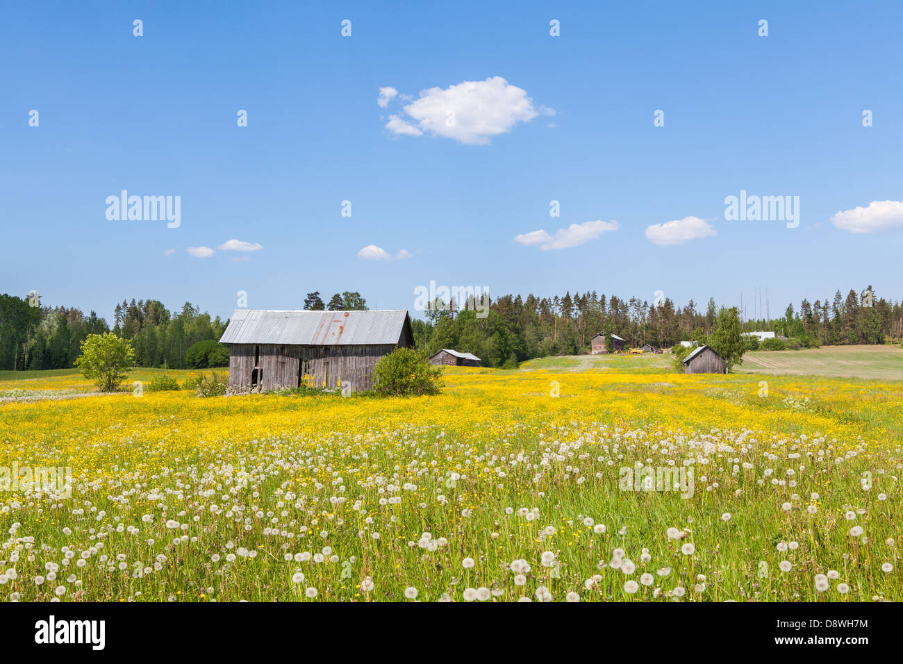 Beautiful flower field in Finland Stock Photo