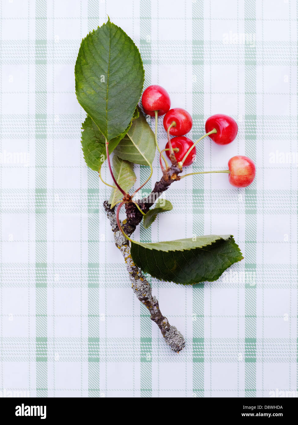 Twig with leaves and cherries Stock Photo